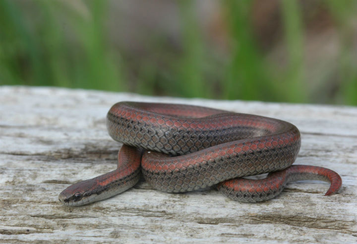 Sharp-tailed Snake